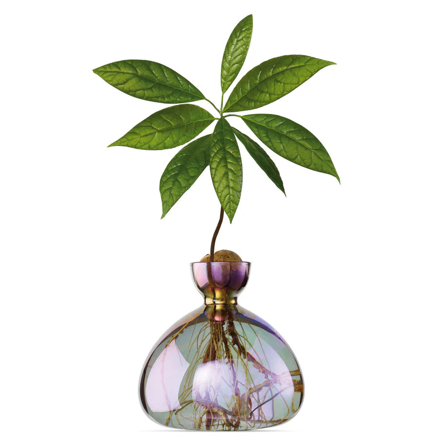 Vase Avocado par Ilex Studio