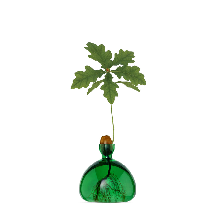 Acorn Vase par Ilex Studio