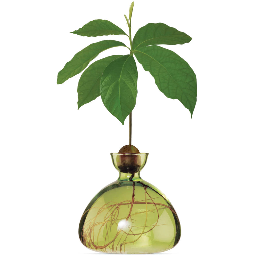 Vase Avocado par Ilex Studio