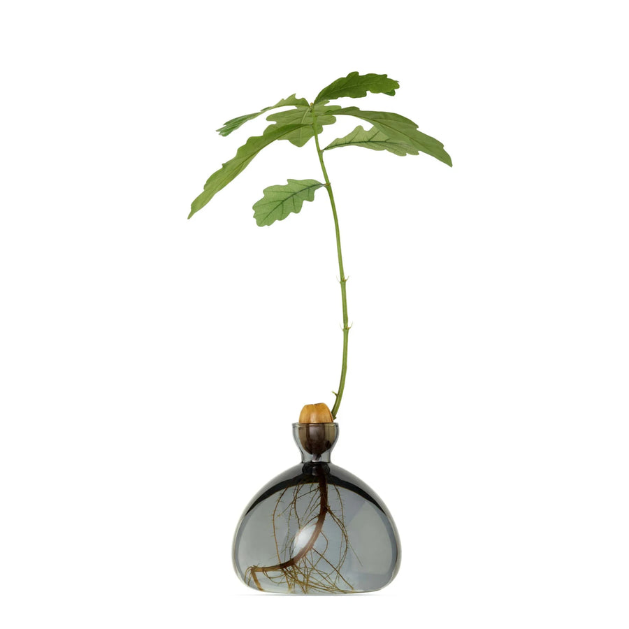 Acorn Vase par Ilex Studio